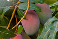 1 Grafted Mango Julie Tree - Live Fruit Tree 3’-4’ Tall | Sweet Fiber-Free Mangoes | Tropical Beauty for Gardens