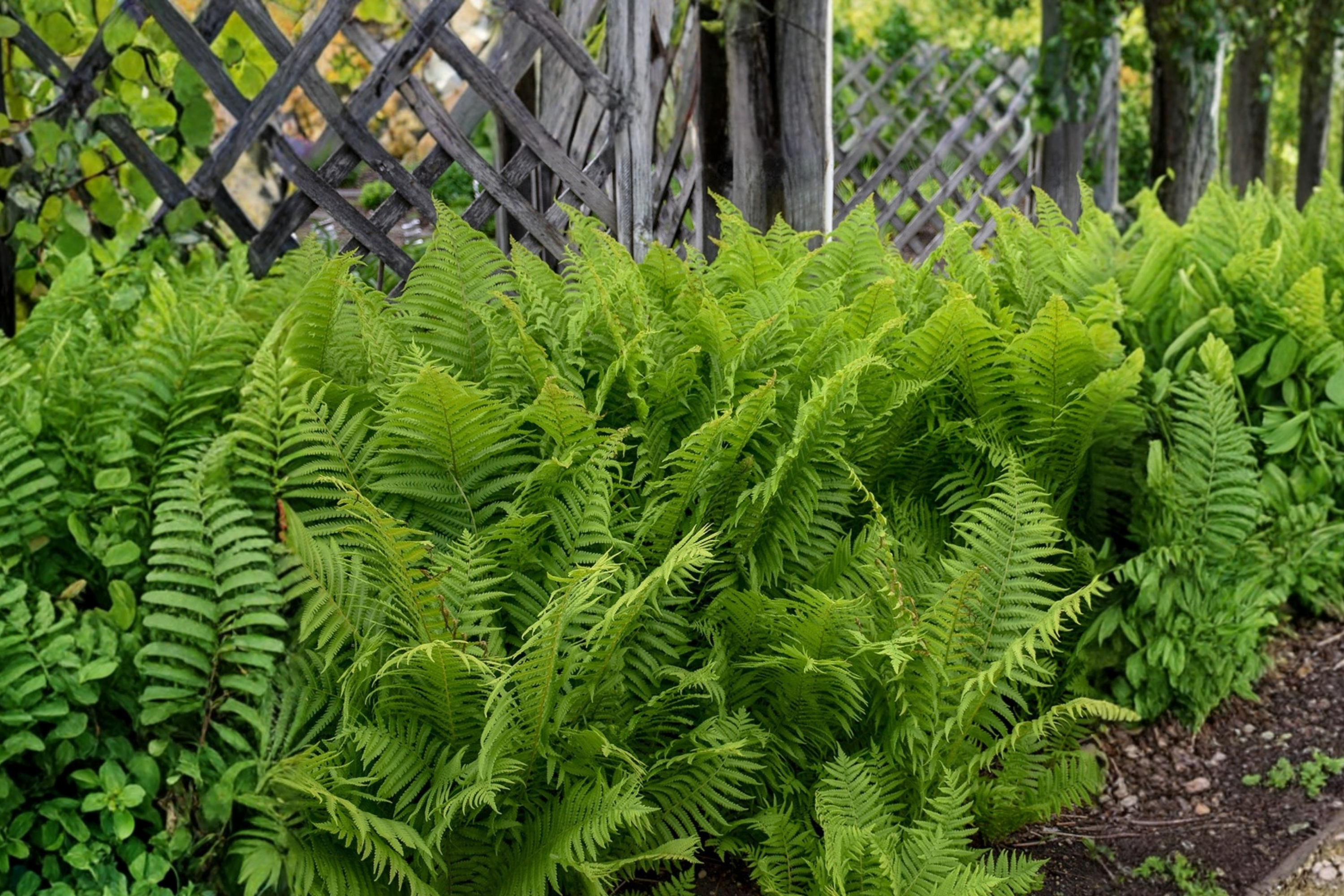 Ostrich Fern Roots - 3 Bare Root Perennials - Matteuccia struthiopteris - Native Woodland Shade Garden - Organically Grown