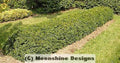 North Privet Hedge Plants Lot of 10, Ligustrum amurense, 12-24" Tall, Container Grown, Hardy Zones 4-8