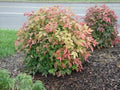 Dwarf Nandina Plants - 2 Pack in 2.5” Pots - Nandina domestica - Ornamental Shrub for USDA Zones 6-10 - Heavenly Bamboo