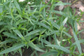Tarragon Herb Set of 3 Pots, Organic Tarragon (Artemesia Dracunculus), Perennial Potted Plants for Garden or Indoor Use