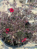 Leptospermum 'Ruby Glow' Plant in 1 Gallon Pot - 3-5” Tall Australian Tea Tree