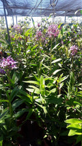 Purple Epidendrum Orchid Plants in 6" Pot - Vibrant Purple Flowers - Ideal for Indoor Gardening - Epidendrum spp.