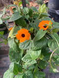 Orange Thunbergia Alata Vine in 6" Pot - 2 Feet Tall Black-eyed Susan Vine (Thunbergia alata)