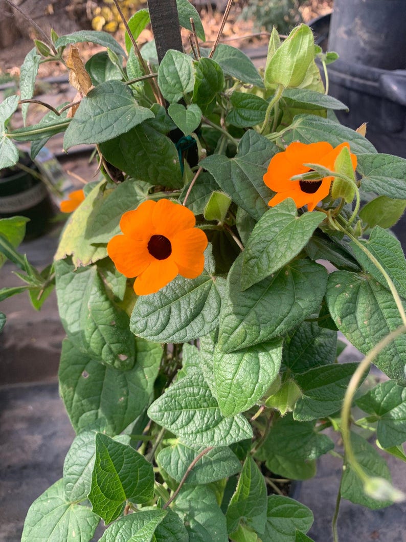 Orange Thunbergia Alata Vine in 6" Pot - 2 Feet Tall Black-eyed Susan Vine (Thunbergia alata)
