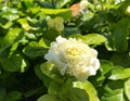 Grand Duke Jasmine Live Plant - 1 to 2 Feet - Jasminum sambac - Shipped in 3 Gallon Pot