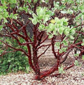 Dr. Hurd Manzanita Plant - 1-2 ft Arctostaphylos manzanita 'Dr. Hurd' - Evergreen Shrub with Glossy Green Foliage