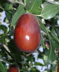 Jujube Tree - 3 Gal Pot - Grafted Lang Variety - Ziziphus jujuba - Sweet Pear-Shaped Fruit