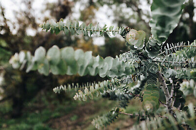 40 Eucalyptus pulverulenta 'Baby Blue' Bonsai Seeds, Silver Dollar Eucalyptus, Florist 'Baby Blue', Unique Indoor Bonsai Tree for Garden