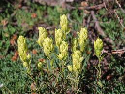 50 mg Seeds Castilleja sulphurea (Sulfur Paintbrush) Indian Paint Brush for Planting | Vibrant Wildflower for Pollinator Gardens