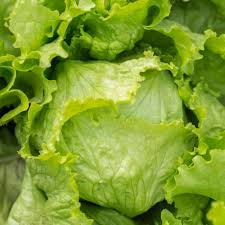 700 Seeds Iceberg Batavian Lettuce – Lactuca sativa | Heirloom Heading Lettuce Seeds for Planting & Crisp, Fresh Harvests
