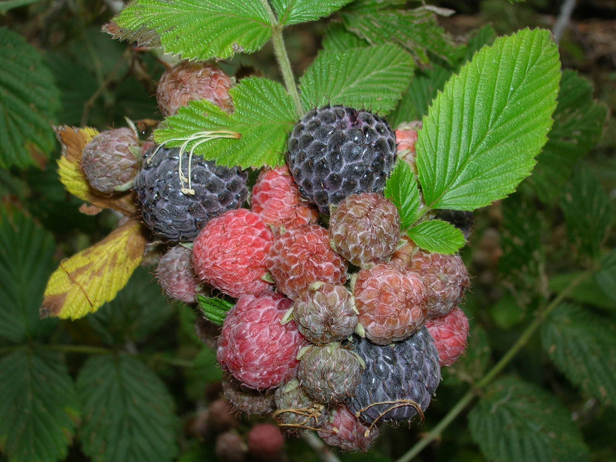 3 Black Raspberry Plants - Rubus niveus Mysore | Bare Root Starter Plants | Edible Fruit Bushes for Gardens & Home Orchards