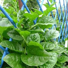 500 mg Seeds Malabar Spinach Green Vines – Basella alba | Heirloom Vegetable for Planting, Lush Growth & Nutritious Harvests