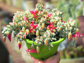 4 Unrooted Cotyledon Pendens Succulent Cuttings - 3-4 inch Long - Easy Grow, Propagation Plants