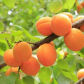6 MOONGOLD APRICOT Scion Cuttings (Prunus armeniaca) Unrooted, Heirloom, Sweet Apricot Tree for Grafting or Rooting