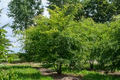 3 Chinese Elm Tree (Lacebark) Rooted Cuttings | Ulmus Parvifolia, Ideal for Bonsai, Hardy, Ornamental Tree for Home & Garden