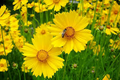 500 Seeds Coreopsis Dwarf Lance-Leaved Tickseed Perennial Non-GMO Butterflies Flower, Coreopsis verticillata, Yellow Garden Plants