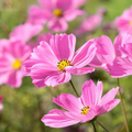 200 Seeds Cosmos Gloria (Cosmos bipinnatus) – Bright Pink Blooms, Pollinator-Friendly, Easy-to-Grow Annual Flower Seeds