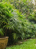 1 Rhapis excelsa Lady Palm - Live Plant 10-15" Tall in 4" Pot - Indoor Air-Purifying Palm
