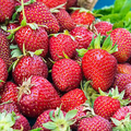 Honeoye Strawberry Plants - 12 Bare Root Sweet Berry Plants for Zones 4-9 - High-Yield & Juicy Fruit