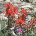 Northwestern Indian Paintbrush Seeds (Castilleja angustifolia v. dubia) – 500 Seeds, Native Wildflower, Pollinator-Friendly, Perennial