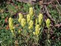 Sulfur Paintbrush Seeds – Castilleja sulphurea – 50seeds for Planting, Native Wildflower, Cream-Yellow Bracts, Alpine Meadow Pollinator Plant