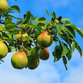 1 Moon Glow Pear Tree (Pyrus communis) - 2ft Tall Live Fruit Tree Ready to Plant