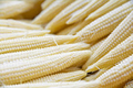 50 Seeds Popcorn Japanese Hulless White Baby Corn - Zea mays | Heirloom Popcorn Seeds for Planting & Homegrown Snacks