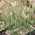 Albuca humilis | 5 Bare Root Live Plant Bulbs | Unique Succulent with Green-White Flowers | Drought-Tolerant, Low-Maintenance