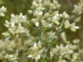 30 mg Seeds Pseudognaphalium obtusifolium – Sweet Everlasting Flowering Plant for Planting | Drought-Tolerant Wildflower Seeds