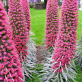 50 Tower of Jewels Red Bugloss Seeds (Echium wildpretti) | Tropical, Hardy Perennial, Vibrant Flowers, Attracts Pollinators