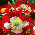 1000 Seeds Poppy Danish Flag, Red & White Cross Flowers, Huge Blooms, Pollinator-Friendly, Non-GMO, Stunning Garden Flowers for Borders