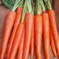 300 Imperator Carrot Seeds – Daucus carota – Heirloom, Long & Sweet, Crisp Texture, Perfect for Juicing