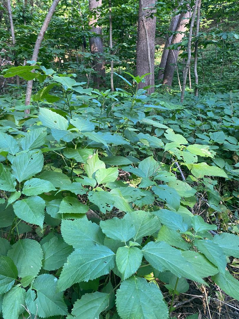 Large Wild Stinging Wood Nettle Bareroot Roots 20 Laportea canadensis