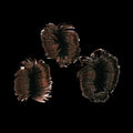 Pallet #70 - Kanekalon Boomerang Curl - Assorted Colors