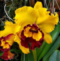 Cattleya Orchid Plant 4.5" Pot Near Blooming Size Rlc Liu's Joyance (Cattleya Hybrid)