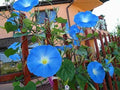 Blue Morning Glory Climbing Vine Seeds, 300 Count, Ipomoea purpurea, Fast-Growing Annual Garden Flowers