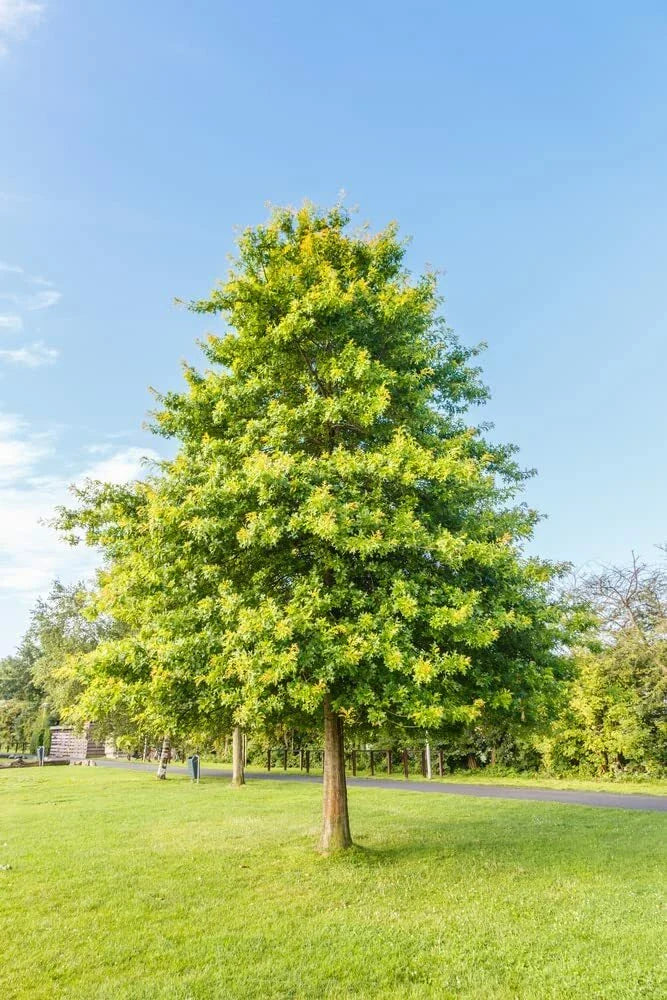 Pin Oak Tree Seeds - 5 Pack - Healthy, Large - Quercus palustris for Planting