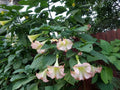 Pink Beauty Angel Trumpet Plant - Rooted - Unique Pink Flowers - Brugmansia