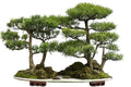Bonsai Tree Seeds - 30 Western Red Cedar Seeds - Thuja plicata - Ideal for Gardening and Landscaping