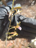 Blooming Eulophia Graminea Mini Orchid - Chinese Crown, Ground Plant, Vibrant Green Foliage, Indoor/Outdoor Decor