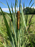Cattail Plants - 5 Bareroot Live Plants - Typha Angustifolia - Aquatic Garden - Healthy & Ready for Water Transfer