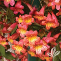 Rooted Starter Plant Bignonia "Tangerine Beauty" Crossvine - Attracts Hummingbirds & Butterflies - Ideal for Butterfly Gardens