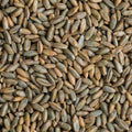 Rye Berries 25 lb Bag - High Fiber & Iron - CZ Grain Signature Variety - Whole Grains for Baking and Cooking