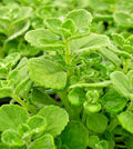 Succulent Plectranthus Coleoides Variegata 4" Cuttings, Green/White Foliage, Swedish Ivy, Fragrant, Heat Tolerant, Deer Resistant