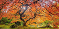 Sugar Maple Tree Seeds - 20+ Seeds - Vibrant Yellow Fall Leaves - Acer saccharum