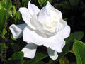 Heirloom Gardenia Bush Cuttings 7-Pack, White Cape Jasmine, Gardenia Jasminoides, Fragrant Shrub Starter Plants