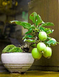 Guava Fruit Bonsai Tree Seeds - 50 Seeds - Tropical Exotic Variety - Psidium guajava