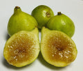 Kadota Fig Plant - Live Rooted Starter - Self-Pollinating - Ficus carica - Zones 7-9 - Yellow/Green Figs - Potted Option Available