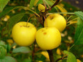 30 Crab Apple Seeds - Malus Sylvestris - French Crabapple - Plantable Tree Seeds for Orchard or Garden